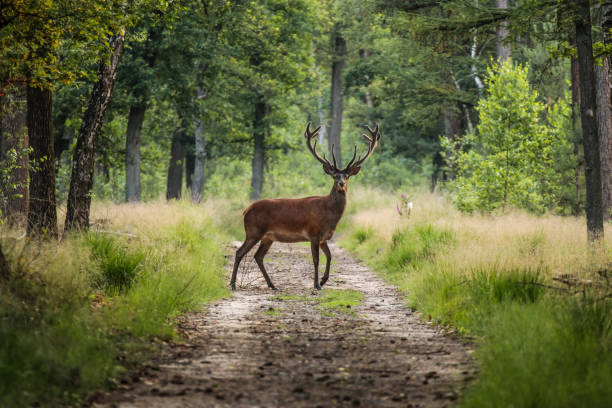 野生動物公園の森の真ん中で砂の道を渡る赤い鹿、ヴェルー、オランダ - deer season ストックフォトと画像