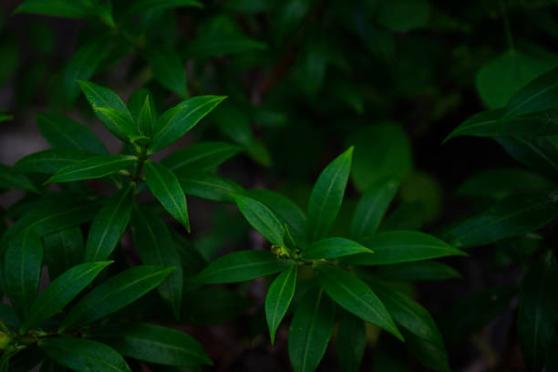 istock texture and background of leaf and tree at tropical park in summer 1162765288