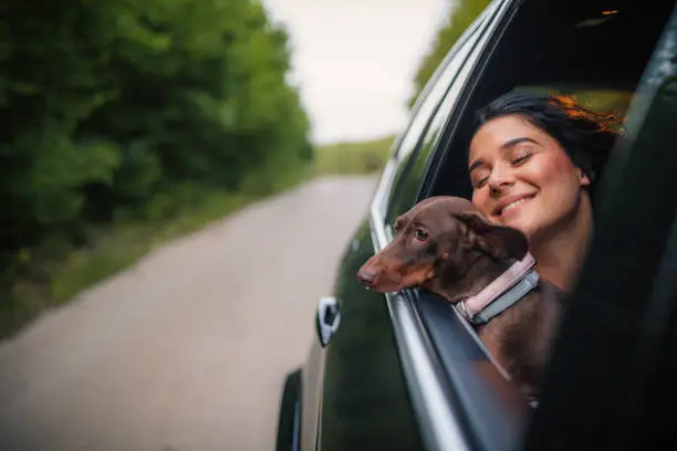 Photo of Young woman and dog riding in a car