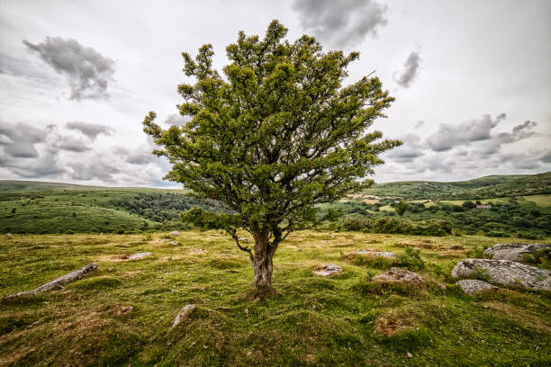 Hawthorn at Bench Tor Hawthorn at Bench Tor, Dartmoor hawthorn photos stock pictures, royalty-free photos & images