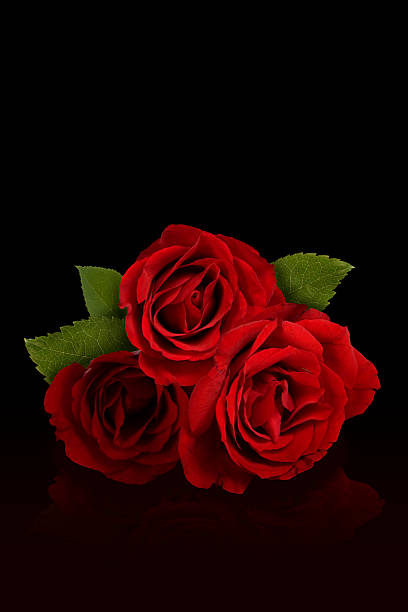 Rose and Romance Three Roses on Black with path. english rose stock pictures, royalty-free photos & images