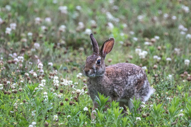 istock wild rabbit in field of flowers 1162770393