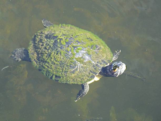 istock Red-eared Slider Turtle (Trachemys scripta elegans) swimming in the Florida wetlands 1162770595