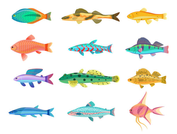 Cirrhitops Fasciatus Hawkfish Vector Illustration Cirrhitops fasciatus hawkfish set of tropical limbless cold-blooded animals. Fish of different types shapes and color, isolated on vector illustration metriaclima estherae red zebra stock illustrations