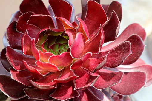 Summer red succulent in white pot.