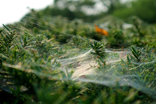 Spider web covered pine tree