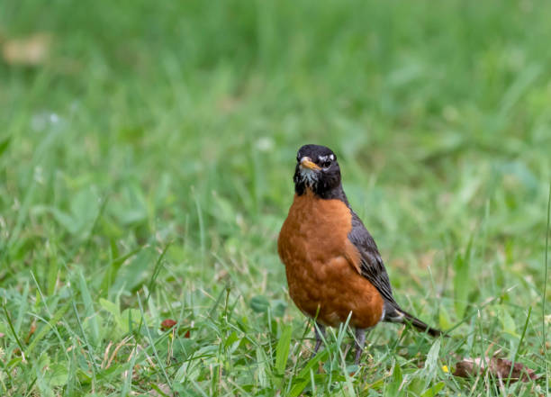 istock american robin in grassy field 1162772228