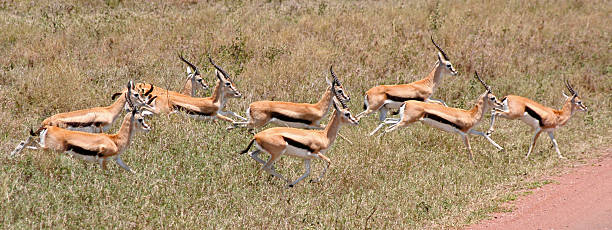 Thomsons Gazelle In The Serengeti Stock Photo - Download Image Now - Gazelle, Jumping, Motion - iStock Thomsons Gazelle In The Serengeti Stock Photo - Download Image Now - Gazelle, Jumping, Motion - iStock