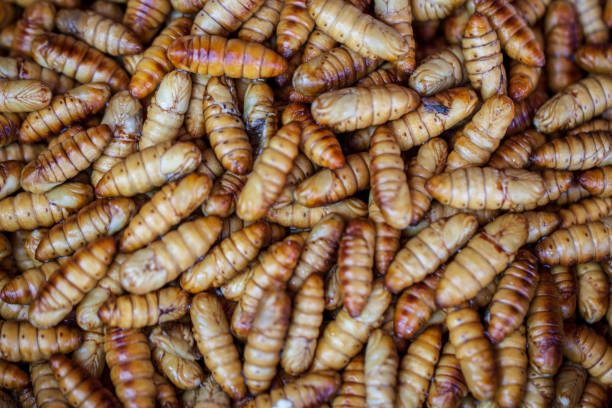 istock Maggots Background, fish bait, feed, for fishing 1162774337