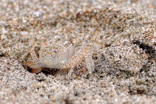 Ghost crab, 