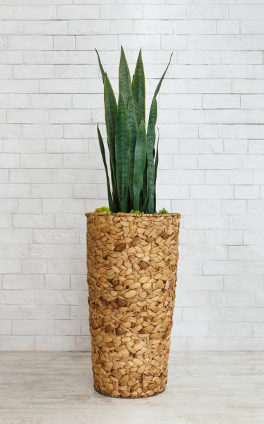 istock Indoor plant in floor pot 1162778057