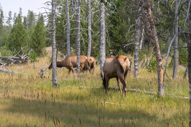 istock deer in Yellowstone National Park 1162778361