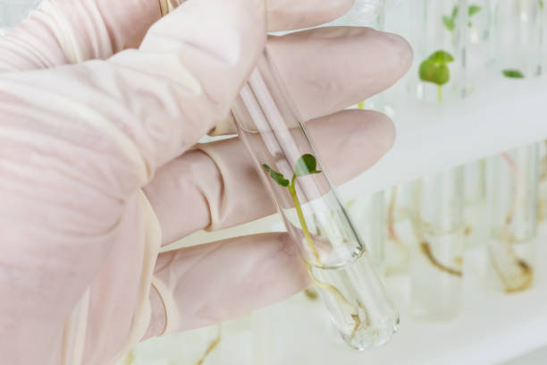 istock Biotechnological research in the laboratory 1162780965