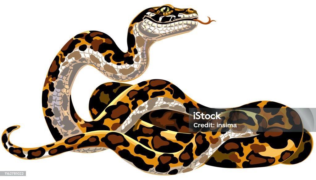 Anima Si Ular Python Ular Piton Kartun Ilustrasi Stok - Unduh Gambar Sekarang - Sanca bola ...