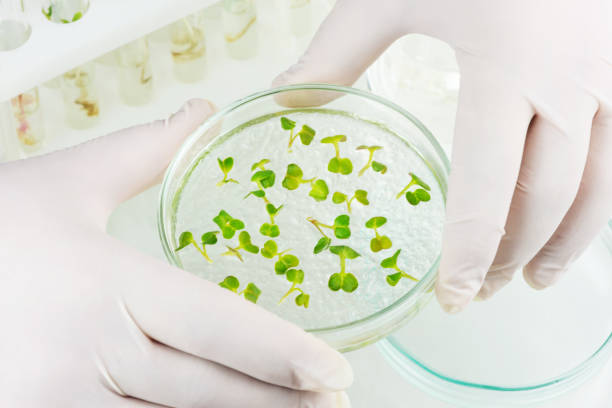 sklonowane warzywa w laboratorium - nature scientist petri dish science zdjęcia i obrazy z banku zdjęć