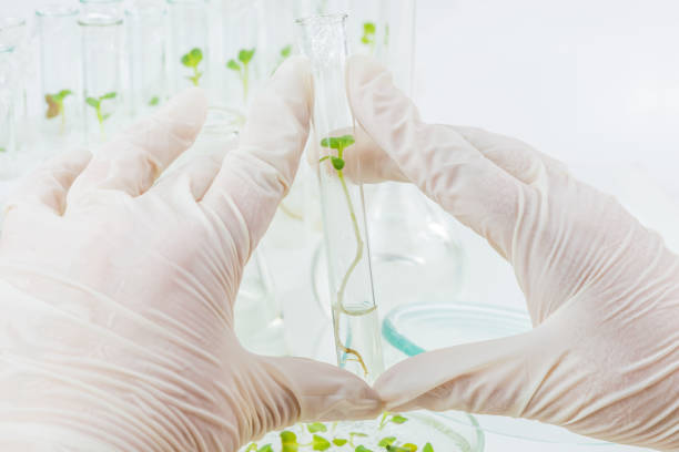 концепция: клонирование растений в лаборатории - nature scientist petri dish science стоковые фото и изображения