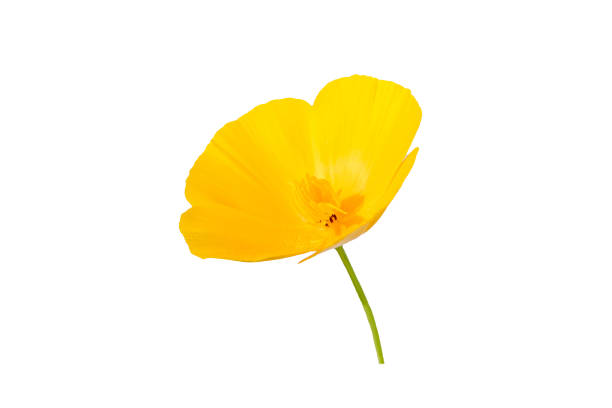 istock yellow flower isolated on white background 1162782033