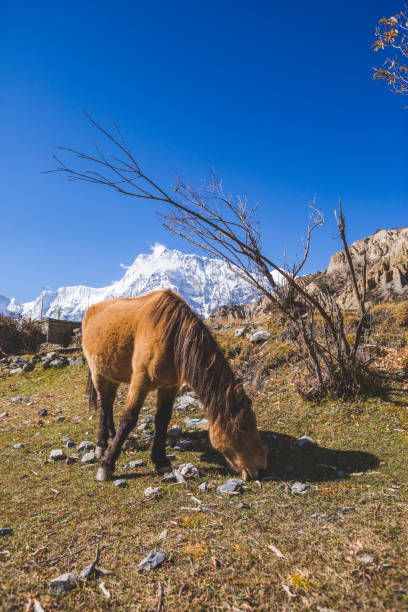 istock Horse graze in Himalayan mountains. Nepal 1162782461