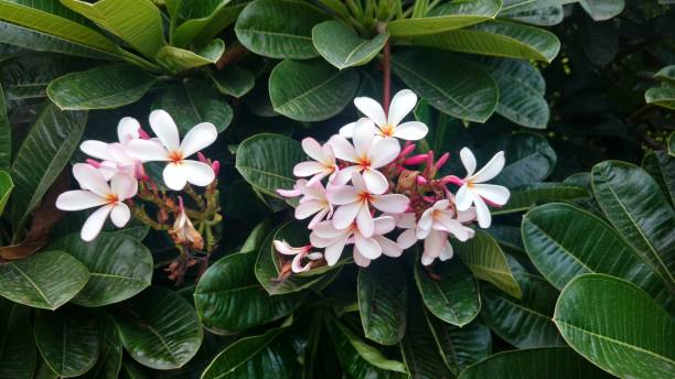 istock Generic Dwarf Singapore Pink plumeria Frangipani flowers 1162782500