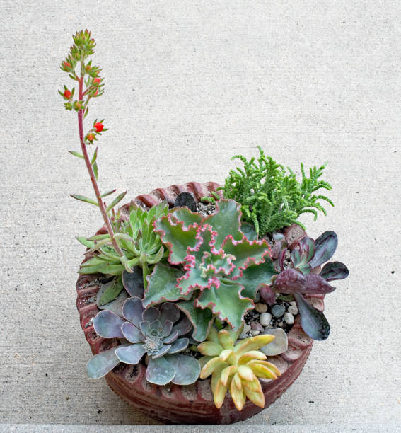 istock Potted Succulents with Flower Stalk 1162782515