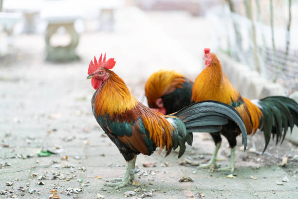 istock Colorful rooster in the temple 1162784469