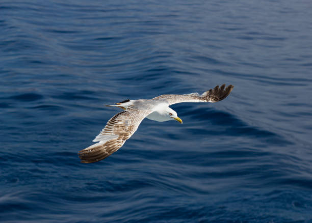 istock A seagull flying above the water 1162785112