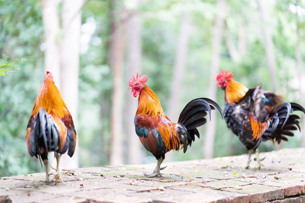 istock Colorful rooster in the temple 1162785149