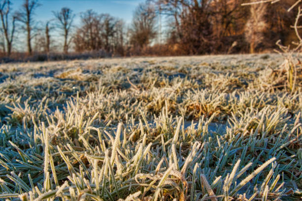 istock Frost on grass in field in sun 1162785269