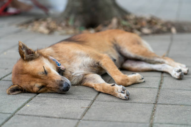 istock Lazy dog sleeping in the temple 1162787794