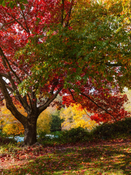 istock Red and green autumn 1162788032