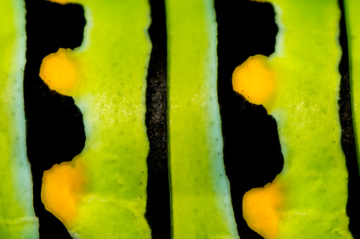 A close up Macro of an Eastern Black Swallowtail Caterpillar.