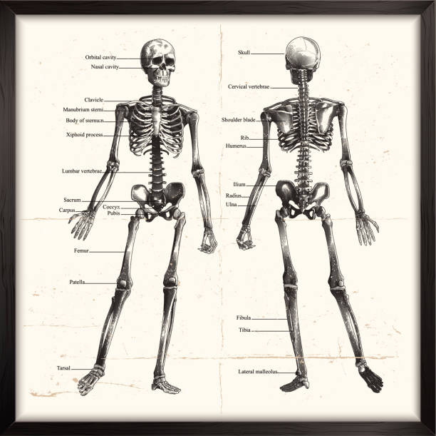 illustrations, cliparts, dessins animés et icônes de squelette humain. gravure - planche médicale