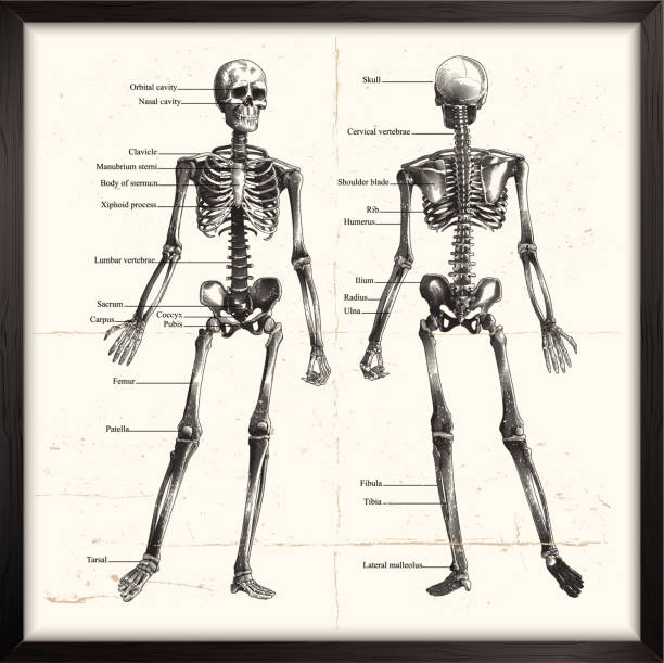 Human Skeleton. Engraving Engraved image of human skeleton. eps9 vintage medical diagrams stock illustrations