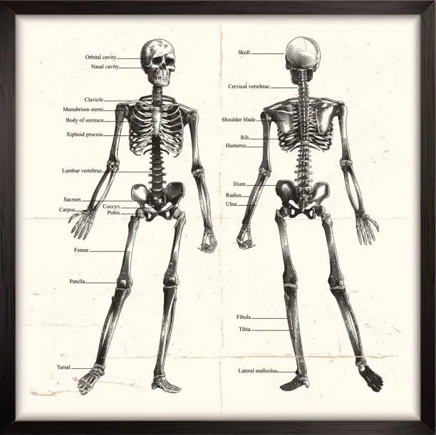 Vector illustration of Human Skeleton. Engraving