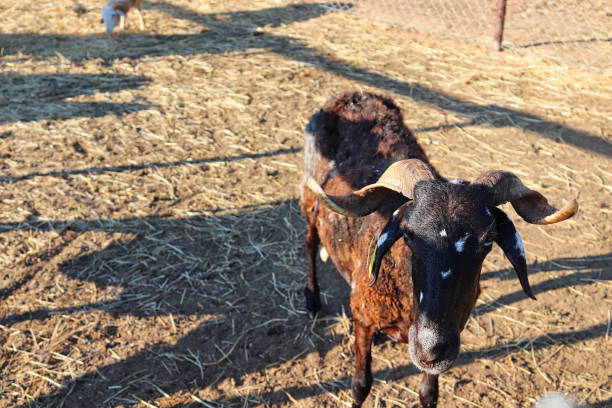 a goat in the enclosure at summer - sheep fence zoo enclosure imagens e fotografias de stock