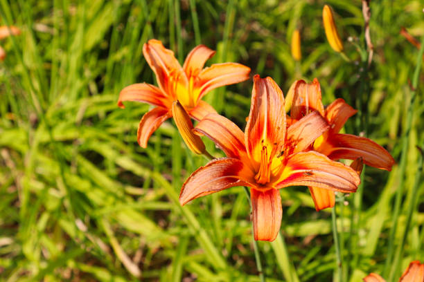 istock colorful flowers in springtime 1162790484