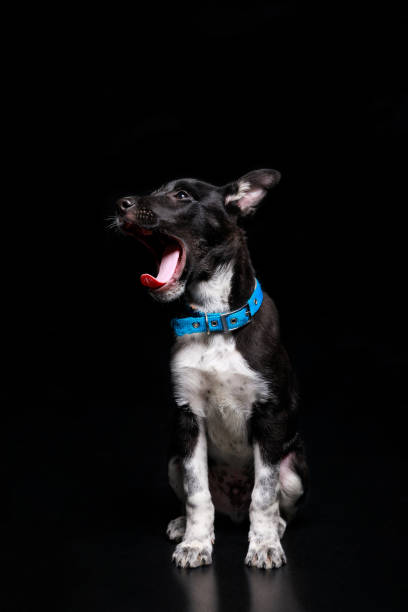 istock cute yawning dog in blue collar isolated on black 1162791676