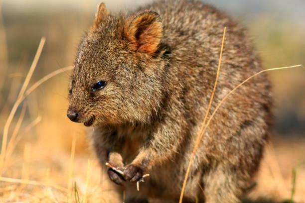 istock Smiling Quokka at Rottnest Island 1162791968