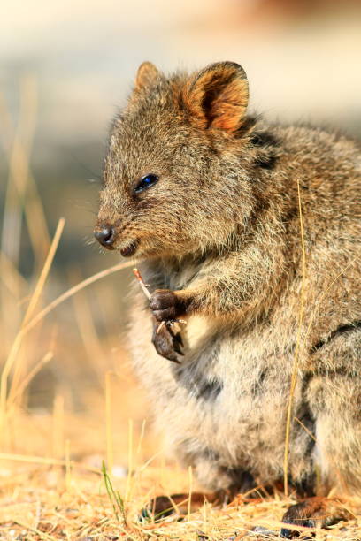 istock Smiling Quokka at Rottnest Island 1162791971