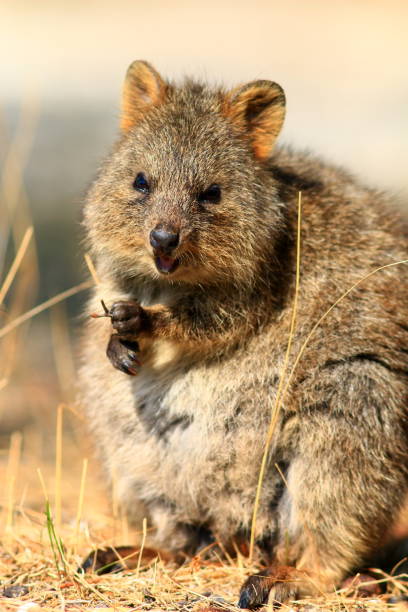 istock Smiling Quokka at Rottnest Island 1162791973