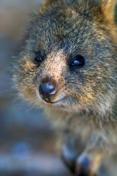 istock Smiling Quokka under a tree at Rottnest Island 1162791976