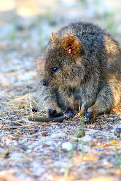 istock Smiling Quokka under a tree at Rottnest Island 1162791978