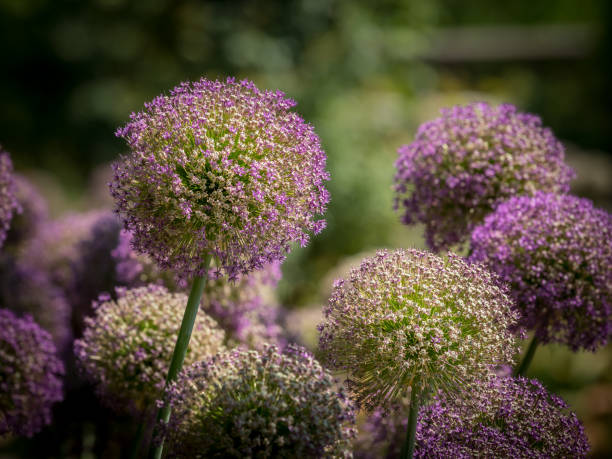 istock Closeup of giant onions (Allium giganteum, Amaryllidaceae) 1162792971