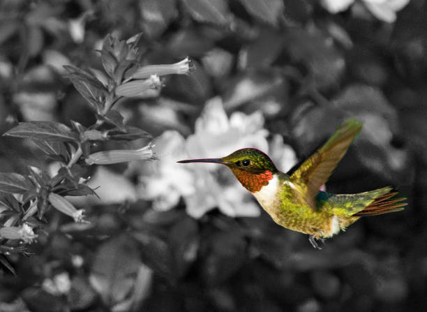 istock Ruby throat hummingbird in flight with black and white background 1162793060