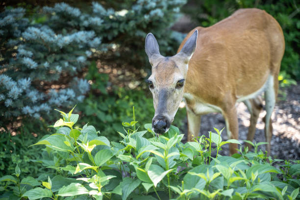 White-tailed deer (Odocoileus virginianus) in garden eating flowers Close-up of young white-tailed deer in garden eating flowers. doe photos stock pictures, royalty-free photos & images