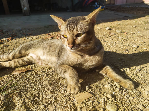 You think it's only humans who can vacation and bask in the sun? cats can also know