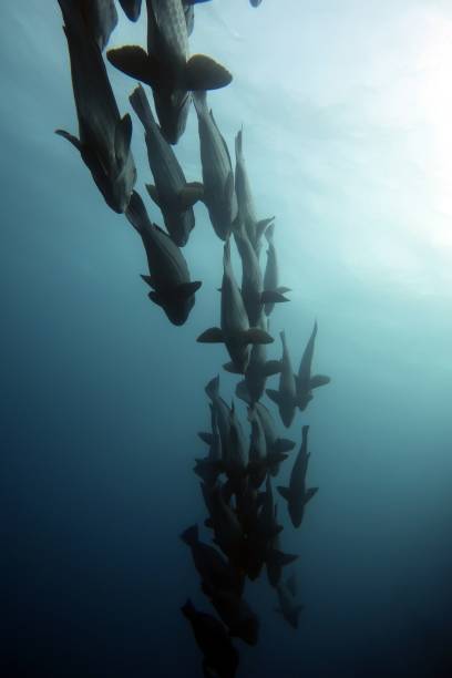 istock Green Humphead Parrotfish (Bolbometopon muricatum) sleeping atop a Bommie 1162796910