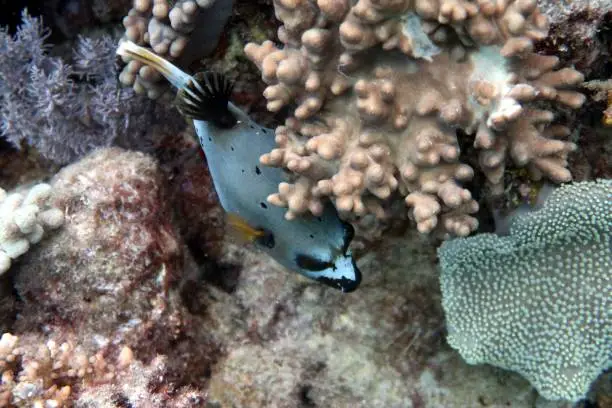 Taken while scuba diving, Great Barrier Reef near Cairns, Australia