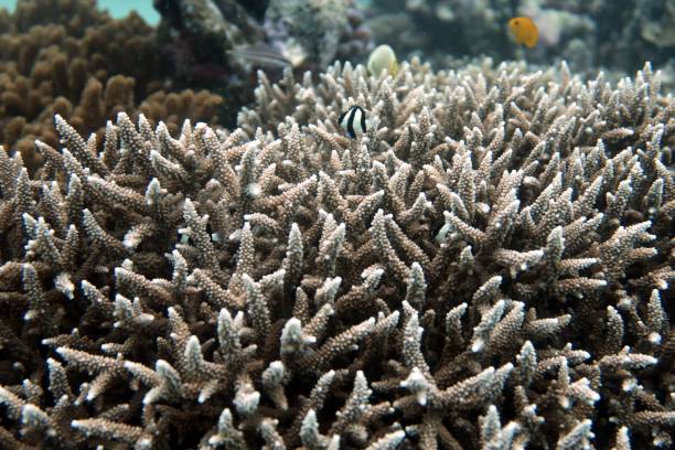 istock Coral and Tiny Fishes 1162797051