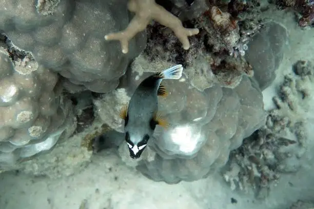 Taken while scuba diving, Great Barrier Reef near Cairns, Australia